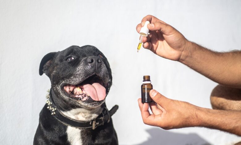 How Much CBD Should I Give a 130 lb. Dog?