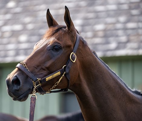 At a Glance: Nest Deserving Favorite in Personal Ensign