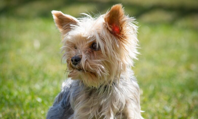 30 Best T-Shirts for a Yorkie Owner