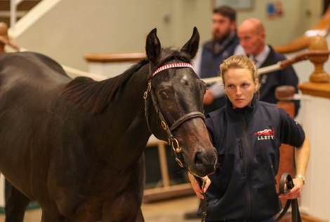 Tattersalls Posts October Yearling Sale Book 1 Catalog