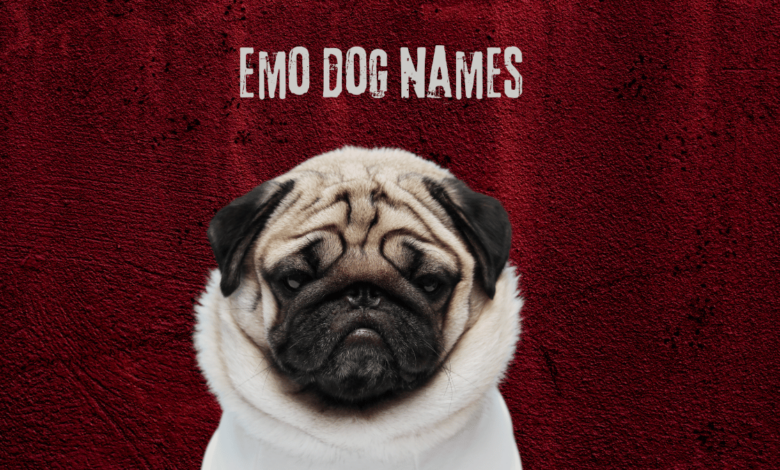 Emo Dog Names - image of pug on crimson background