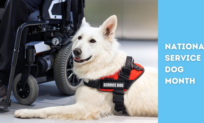 white shepherd with service dog vest beside wheelchair