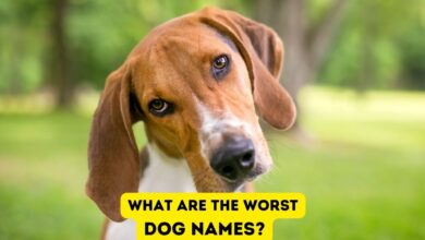 What are the Worst Dog Names? Inappropriate Dog Names You Need to Avoid