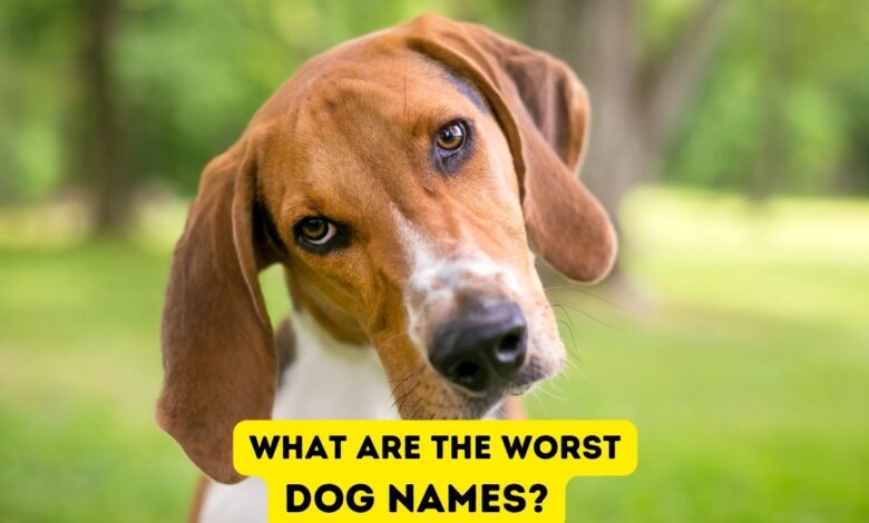 What are the Worst Dog Names? Inappropriate Dog Names You Need to Avoid