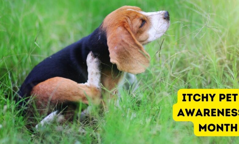 Itchy Pet Awareness Month - photo of beagle scratching
