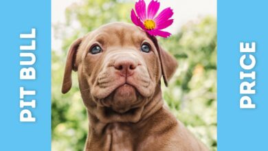 brown pitbull puppy with flower over ear