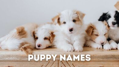 280 Puppy Names for Your New Fur Baby
