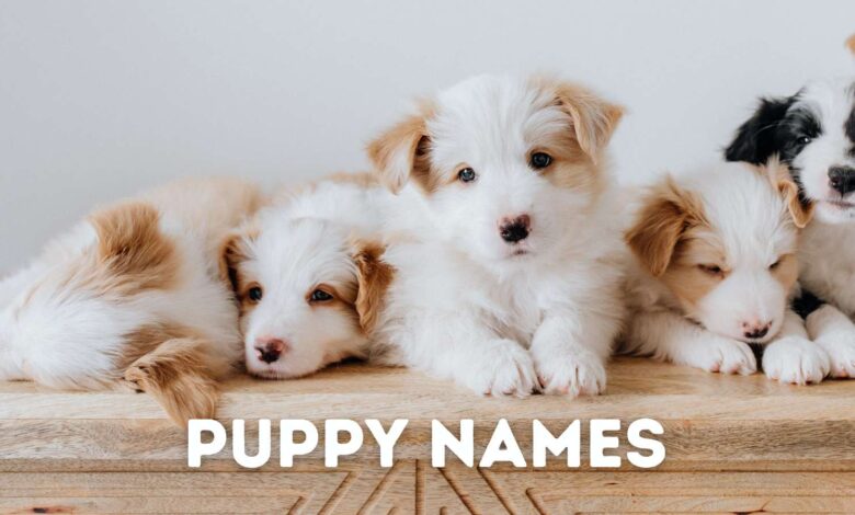 280 Puppy Names for Your New Fur Baby