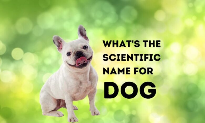 What's the scientific name for a dog? Image of smiling French Bulldog