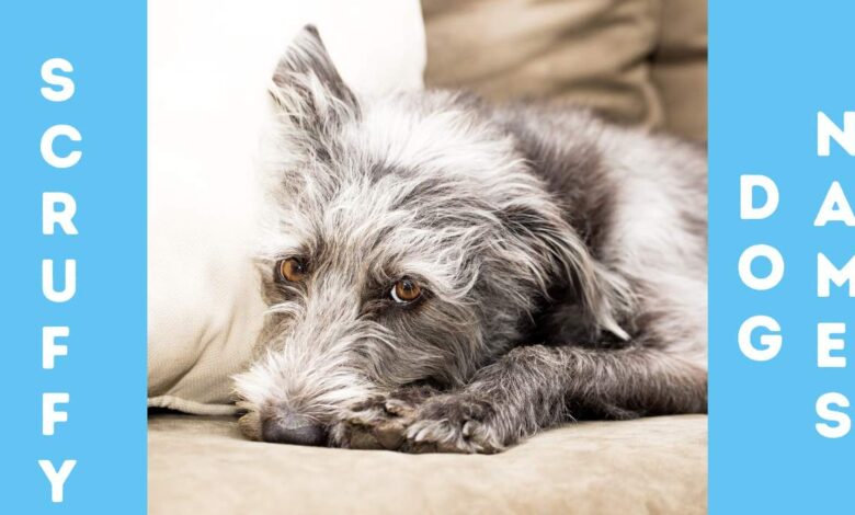 Scruffy Dog Names with image of gray scruffy terrier looking at camera
