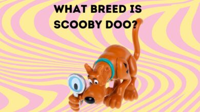 What Breed is Scooby Doo? image of cartoon character Scooby Doo as children