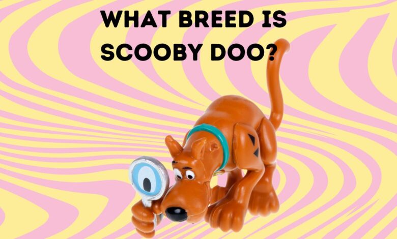 What Breed is Scooby Doo? image of cartoon character Scooby Doo as children