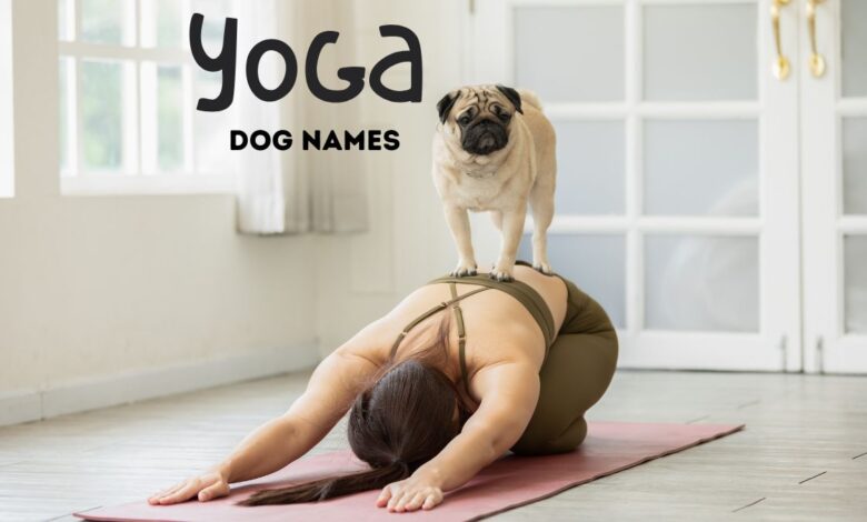 Pug standing on back of woman doing yoga