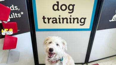 puppy standing in front of dog training sign at Petco store