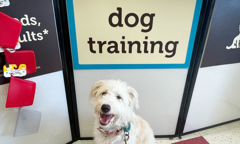 puppy standing in front of dog training sign at Petco store