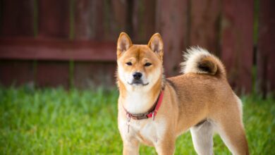 Male & Female Shiba Inu Weights & Heights by Age