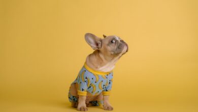 14 Best Dog Pajamas