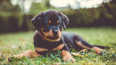Male & Female Rottweiler Weights & Heights by Age