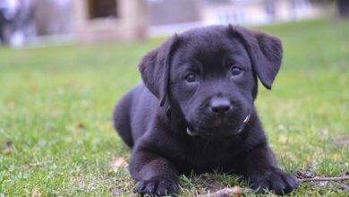 How to Socialize a Lab Puppy: Wrong & Right Ways