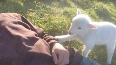 Lamb Politely Requests Dad's Affection, Nudges Him With Her Little Hoof