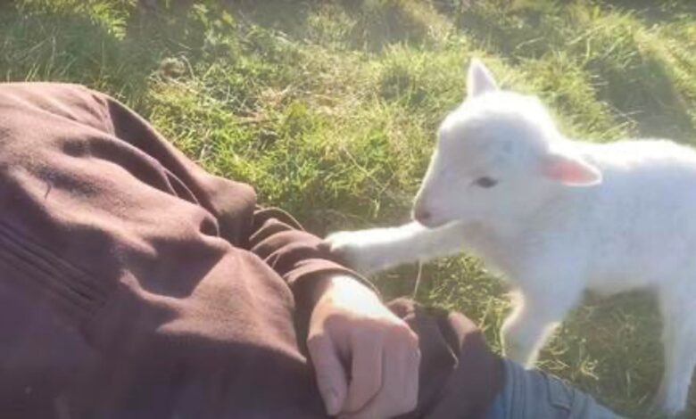 Lamb Politely Requests Dad's Affection, Nudges Him With Her Little Hoof