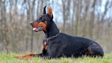 30 Best T-Shirts for a Doberman Owner