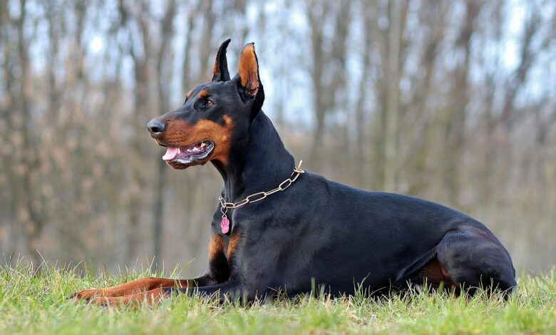 30 Best T-Shirts for a Doberman Owner