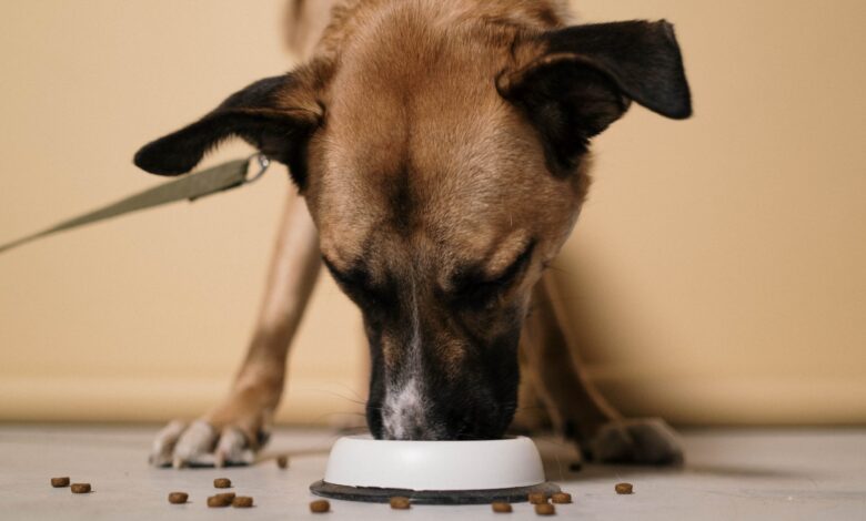 8 Best High Protein Dog Treats