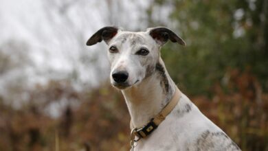 Male & Female Whippet Weights & Heights by Age