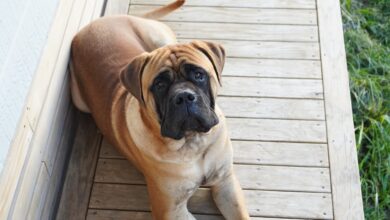 Male & Female Bullmastiff Weights & Heights by Age