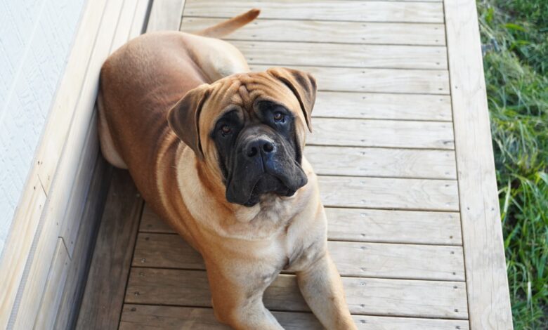 Male & Female Bullmastiff Weights & Heights by Age