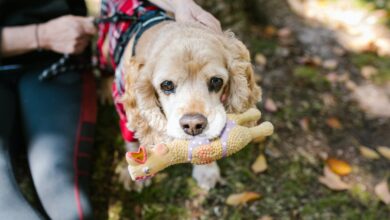 11 Best Durable Dog Toys with Squeakers
