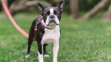 Male & Female Boston Terrier Weights & Heights by Age