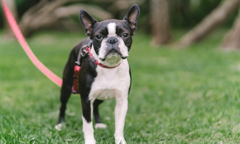 Male & Female Boston Terrier Weights & Heights by Age