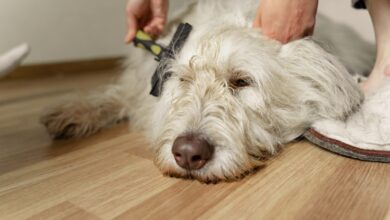 8 Dematting Brush for Dogs