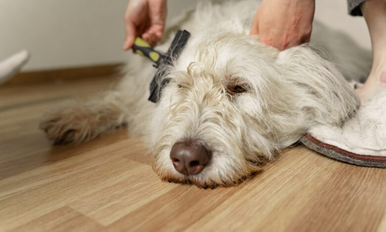 8 Dematting Brush for Dogs