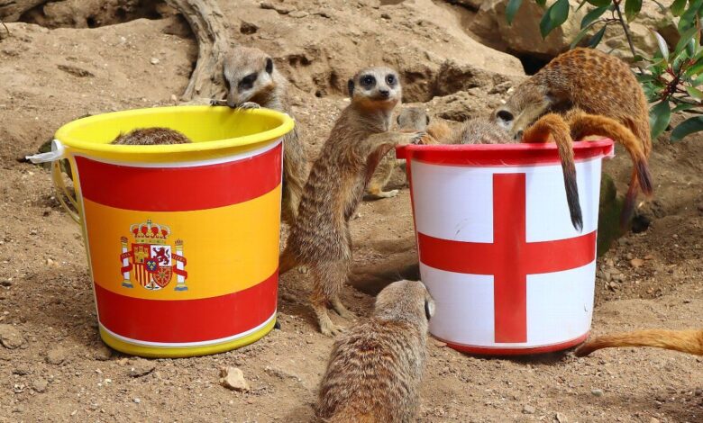 Mystic Meerkats predict England Women's World Cup final run
