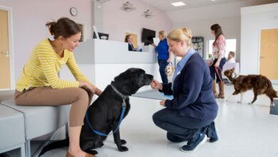 Preparing For Your First Veterinary Visit With A New Puppy Or Rescue Dog