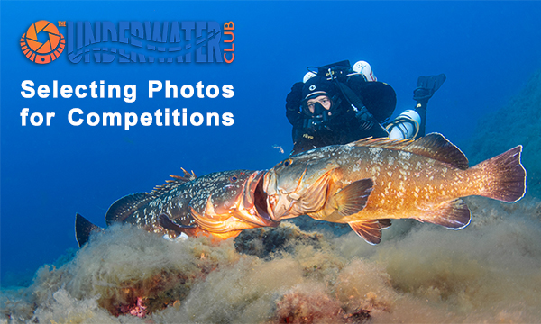 The Underwater Club Event: Selecting Photos for Competitions
