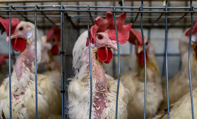 EU Commission Falls Short on Commitment to Protect Animals