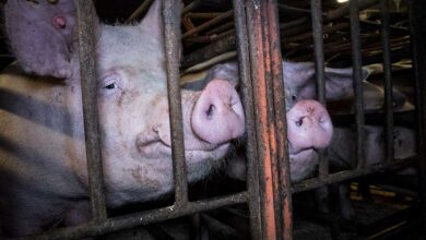 Animal Equality Signs Letter of Opposition In Response to Dangerous EATS Act