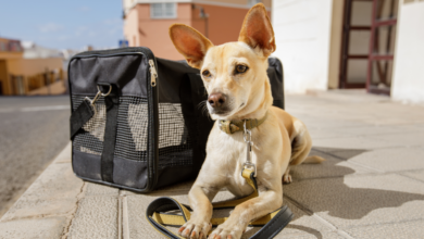 10 Best Airline Approved Dog Carriers