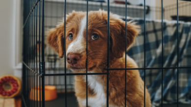 What Is The Best Crate For Puppies? 9 Effective Options