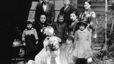 What Kind of Dog was Hachi?