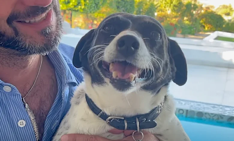 'Unwanted' Dog Beats Cancer And Gets Her Loving Forever Home