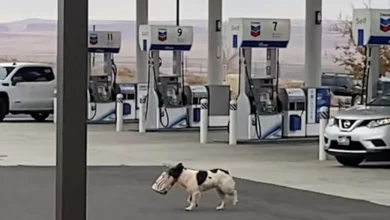 Man Sees A Dog Carrying A Bag Out Into The Desert And Follows Her