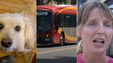 ‘You Stole My Dog!' Woman Chases Bus In 'Dramatic' Rescue of Her Beloved Dog