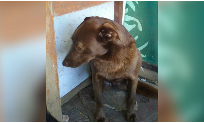 Depressed Dog Was Alone At Shelter For 2-Years And Recognized A Familiar Smell