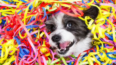 Celebrate Your Pup Year-Round With These Dog-Themed Holidays!