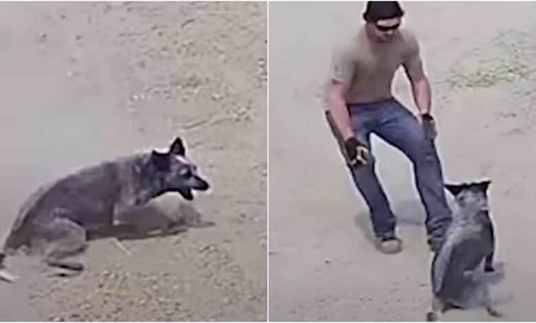 Dog Playing Fetch Is Abruptly Paralyzed, 'Panicked' Dad Rushes To Her Side